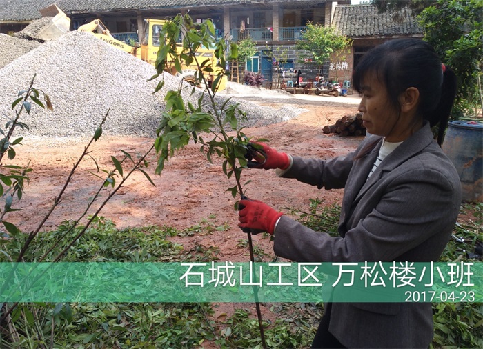 石城山工区苗木建剪.jpg