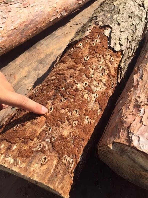 14 松褐天？勇.jpg